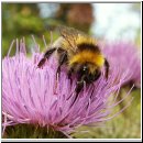 Bombus hortorum - Gartenhummel 04.jpg
